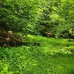 золота Lejlighed Polyana (Transcarpathia)
