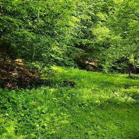 золота Appartement Polyana (Transcarpathia)