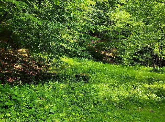 золота Apartment Polyana (Transcarpathia)